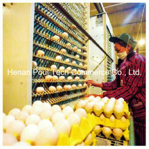 Automatic Egg Collection Machine